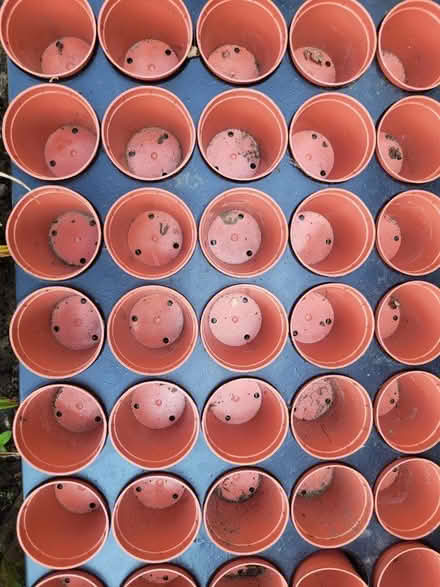 Photo of free Seed pots (Drum Brae EH4) #1