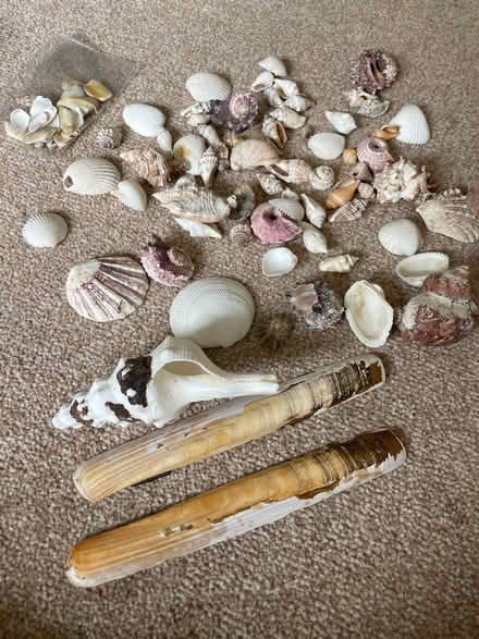 Photo of free Shells (Tonbridge TN10) #1