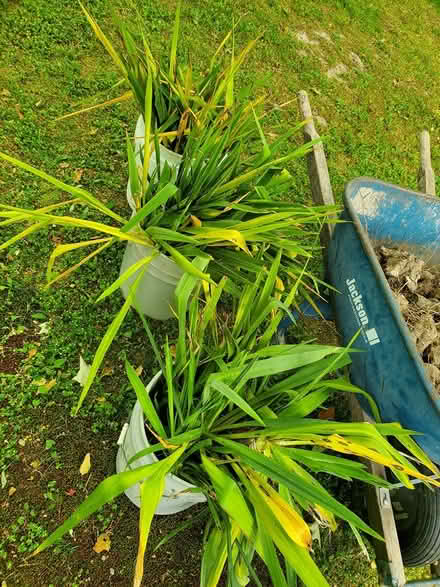 Photo of free Yucca plants and yucca rhizomes (Sharon Center) #1