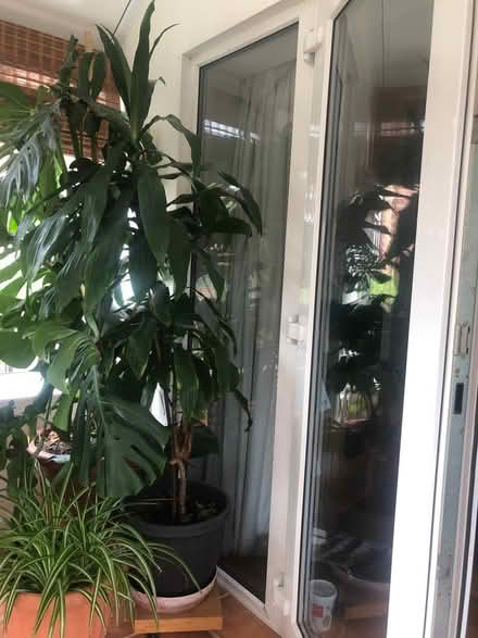Photo of free 6’ plant (Faringdon SN7) #1