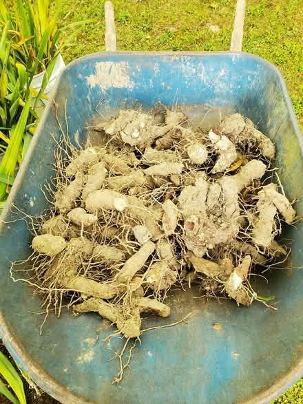 Photo of free Yucca plants and yucca rhizomes (Sharon Center) #2