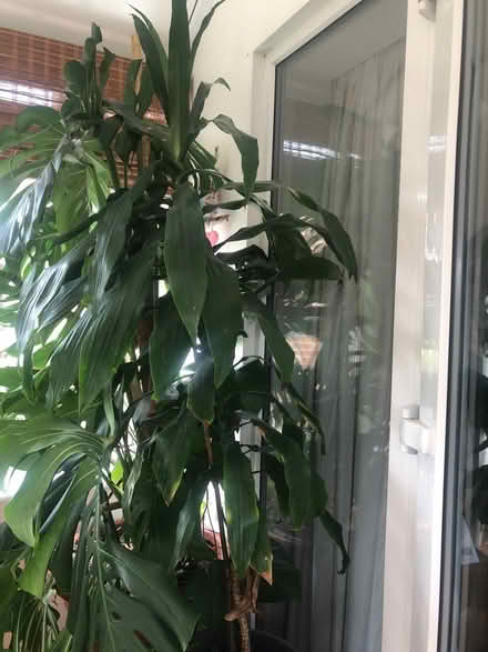 Photo of free 6’ plant (Faringdon SN7) #2