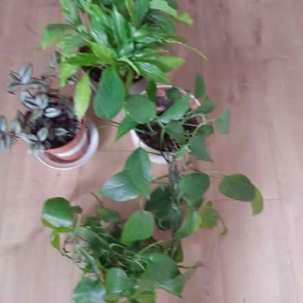 Photo of free House plants - Tradescntia, Peace Lily and Devils Ivy (Parkstreet AL2) #1