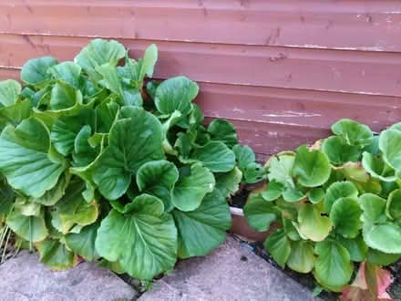 Photo of free Large Begenia (Elephant lugs)Plant.. (Overtown ML2) #1