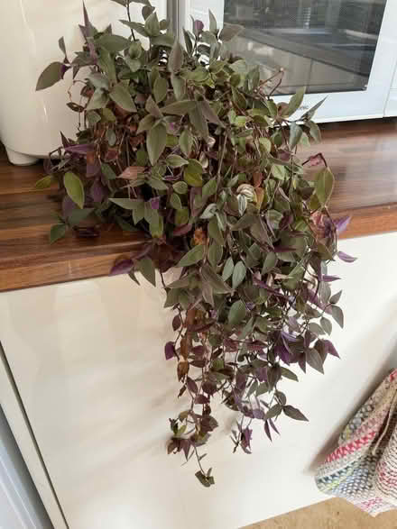 Photo of free House plant (Hertford SG13) #1