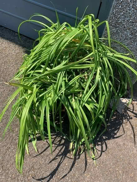Photo of free Garden plants (day lilies) (Monifieth DD5) #1