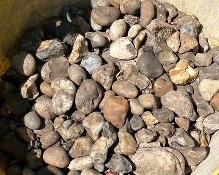 Photo of free Pebbles (Battersea) #1