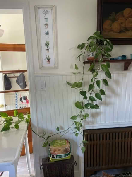 Photo of free Philodendron (River Plaza/Middletown) #1