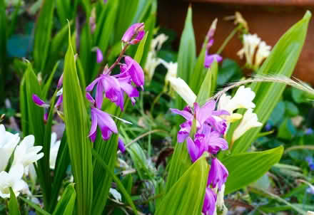 Photo of free Plants - Bletilla Striata (Mosman) #1