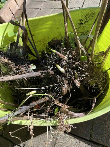 Photo of free Plants - Bletilla Striata (Mosman) #2