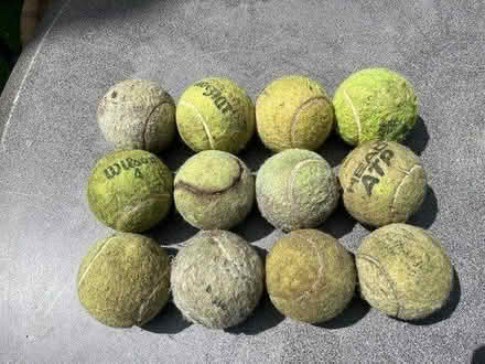 Photo of free Tennis balls for dogs (HP2) #1