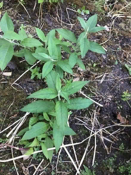 Photo of free Buddleia saplings (butterfly bush) (Hazel Grove SK7) #1