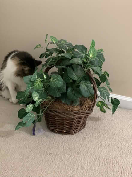 Photo of free Artificial plant (Manassas/Wellington area) #1