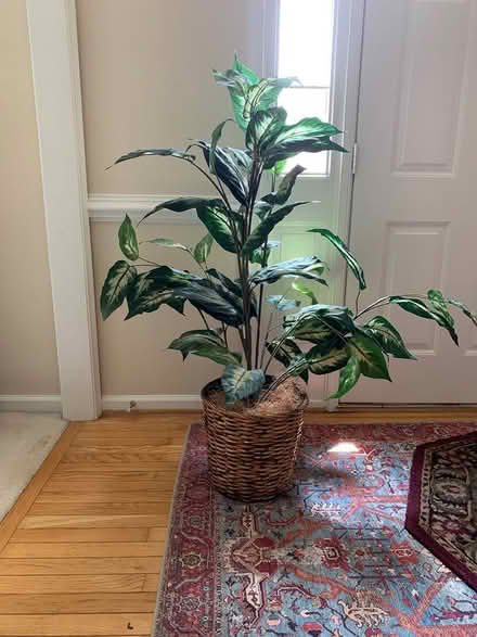Photo of free Tall artificial plant (Manassas/Wellington area) #1