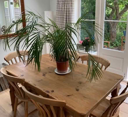 Photo of free Large Bamboo Palm indoor plant (Mitcham's Corner CB4) #2