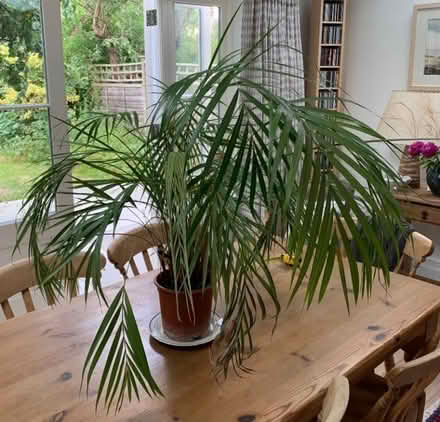 Photo of free Large Bamboo Palm indoor plant (Mitcham's Corner CB4) #1