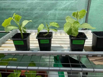 Photo of free Cucumber plant (Crag Bank Carnforth) #1
