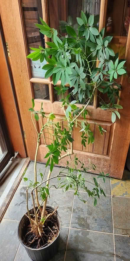 Photo of free Large Scheffleria (High Falls) #1