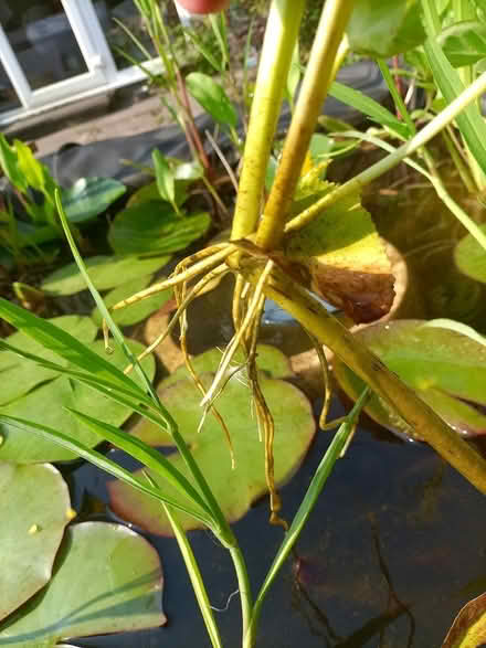 Photo of free Giant marsh marigold offshoots (Rhayader LD6) #2