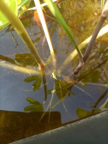Photo of free Giant marsh marigold offshoots (Rhayader LD6) #1