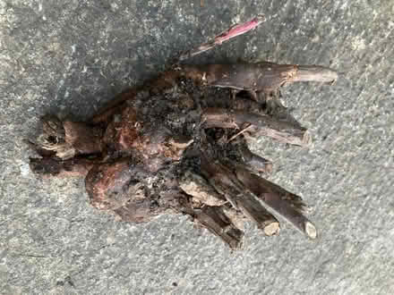 Photo of free blackberry root (Old Road OX3) #1
