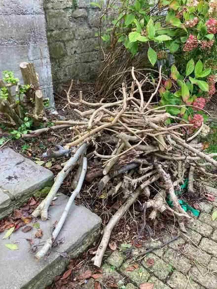 Photo of free Bonfire wood? (Bathwick) #2