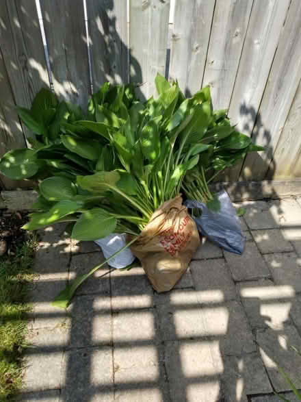 Photo of free Hostas. In four separate bags (Newmarket) #1