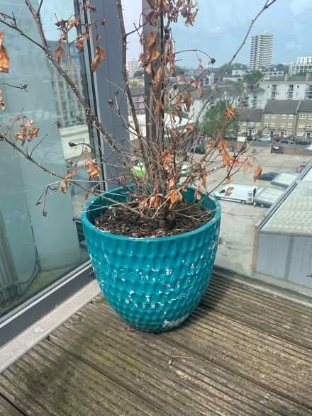 Photo of free Large blue plant pot and rose bush (E14) #1