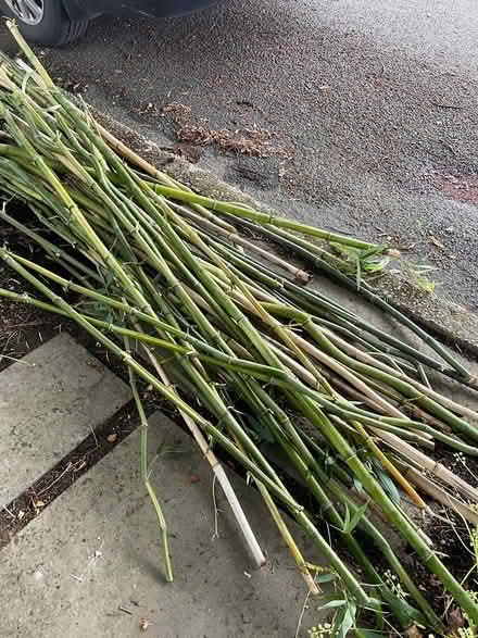 Photo of free Bamboo poles/stakes. Various sizes (Crown Hill) #1