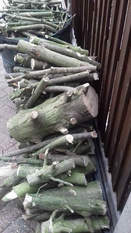 Photo of free Wood/Logs (Brookmans Park AL9) #2