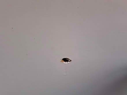 Photo of free Damaged Internal Flush Door (Fishbourne PO19) #1