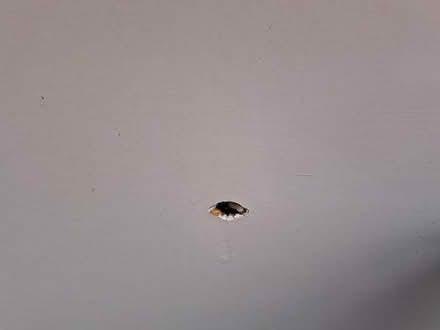 Photo of free Damaged Internal Flush Door (Fishbourne PO19) #2