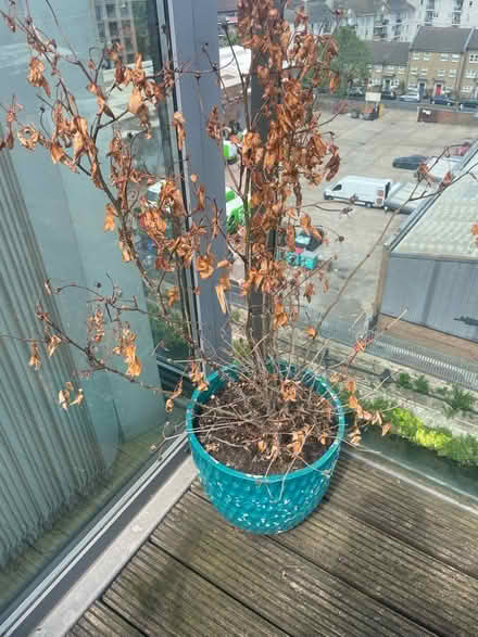 Photo of free Large blue plant pot and rose bush (E14) #2