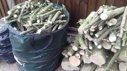 Photo of free Wood/Logs (Brookmans Park AL9) #1
