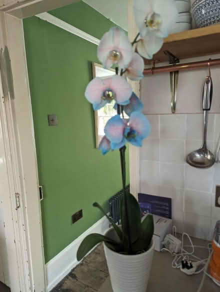 Photo of free Blue Orchid (RH12) #1