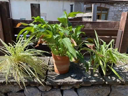 Photo of free 3 House Plants (Newbiggin CA11) #1
