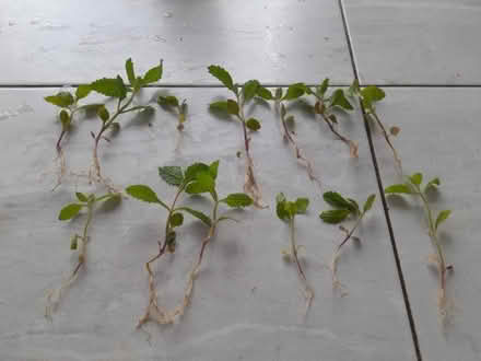 Photo of free Verbena plants (Waverton CH3) #1