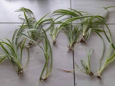 Photo of free Spider plants (Waverton CH3) #1