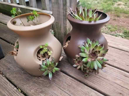 Photo of free Planted Succulents (Piscataway) #1