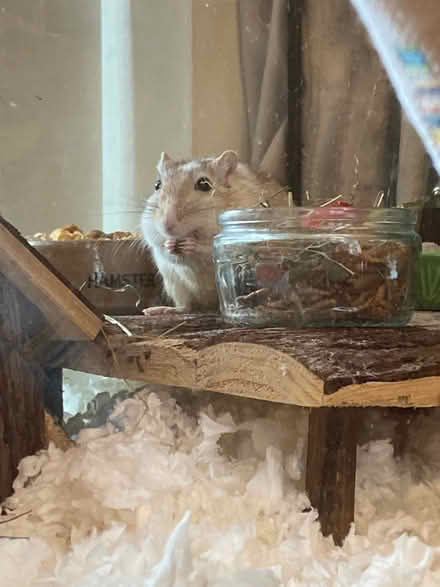 Photo of Gerbil cage & accessories (S8) #1