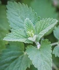 Photo of free Fresh Catnip (Jefferson Avenue Downers Grove) #1