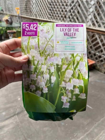 Photo of free Lily of the Valley bulb (Coventry Village) #1