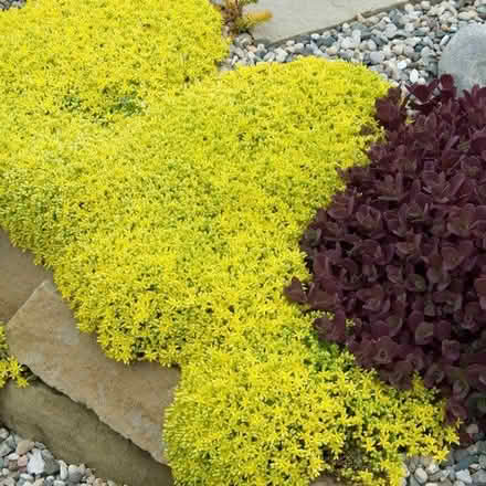 Photo of free Perennials (Pratt St / Tower Farm) #2