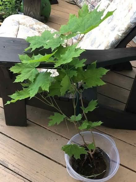Photo of free Maple Saplings (Pompton Plains) #1