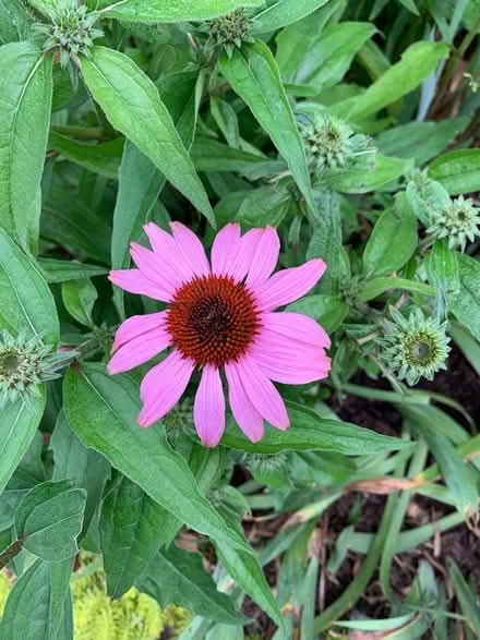 Photo of free Perennials (Pratt St / Tower Farm) #4
