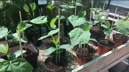 Photo of Cucumber Plants (Tooting SW17) #1