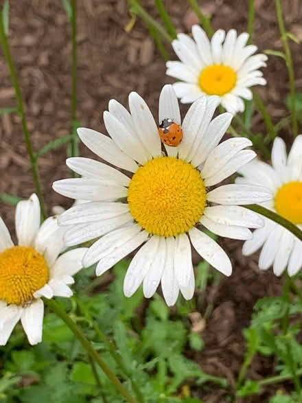 Photo of free Perennials (Pratt St / Tower Farm) #3