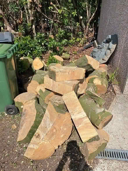 Photo of free Beech logs (Mill Lane crowborough TN6) #2