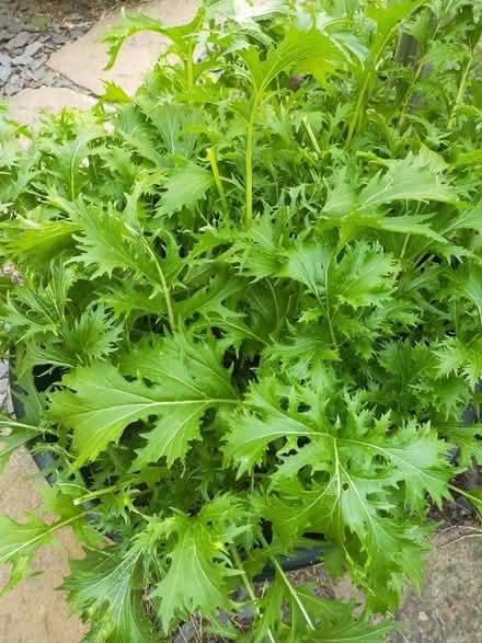 Photo of free A bag of Mizuna (Dorking) #1