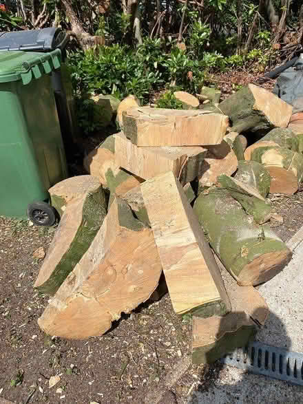 Photo of free Beech logs (Mill Lane crowborough TN6) #1
